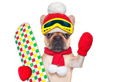 fawn french bulldog dog with ski equipment, wearing goggles , gloves , a hat and a red scarf, isolated on white background Stock Photo - Budget Royalty-Free & Subscription, Code: 400-07973740