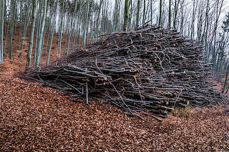 simsearch:696-03400042,k - Pile of Wood Colected in the Forest in Autumn Foto de stock - Royalty-Free Super Valor e Assinatura, Número: 400-07973916
