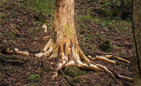 Root of an Old Tree in the Forest Stock Photo - Budget Royalty-Free & Subscription, Code: 400-07973927