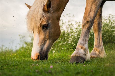 simsearch:400-05165234,k - Brown Horse Grazing a Pasture in Setting Evening Sun. Photographie de stock - Aubaine LD & Abonnement, Code: 400-07973941