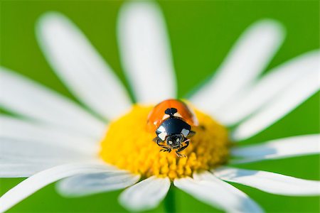 simsearch:400-05883361,k - macro ladybug on camomile early sunny morning Photographie de stock - Aubaine LD & Abonnement, Code: 400-07973964