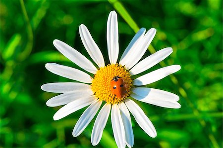 simsearch:400-05883361,k - Morning shot of an insect on a flower Photographie de stock - Aubaine LD & Abonnement, Code: 400-07973965