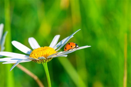 simsearch:400-05883361,k - ladybug crawling on a daisy in a field Photographie de stock - Aubaine LD & Abonnement, Code: 400-07973966