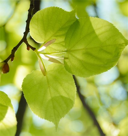 simsearch:400-04408167,k - Fresh Summer Leaves on the Blurred Green Background Stock Photo - Budget Royalty-Free & Subscription, Code: 400-07984565