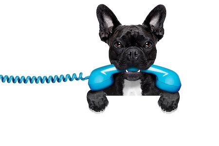 simsearch:400-07984991,k - french bulldog dog holding a old retro telephone behind a blank empty banner or placard,isolated on white background Photographie de stock - Aubaine LD & Abonnement, Code: 400-07984849