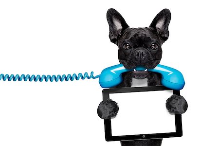 french bulldog office - french bulldog dog holding a old retro telephone and a blank tablet pc computer ebook,isolated on white background Stock Photo - Budget Royalty-Free & Subscription, Code: 400-07984854