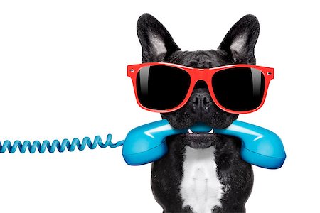 french bulldog office - french bulldog dog holding a old retro telephone wearing red sunglasses, isolated on white background Stock Photo - Budget Royalty-Free & Subscription, Code: 400-07984856