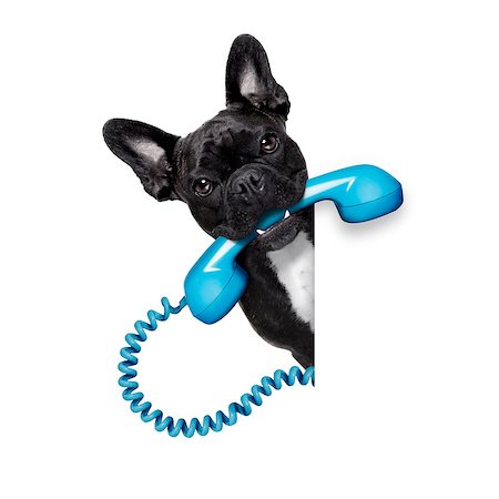 simsearch:400-07984991,k - french bulldog dog holding a old retro telephone behind a blank empty banner or placard,isolated on white background Photographie de stock - Aubaine LD & Abonnement, Code: 400-07984851