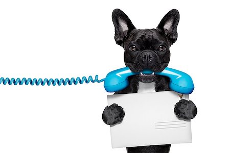 french bulldog office - french bulldog dog holding a old retro telephone and a blank postcard or envelope letter, isolated on white background Stock Photo - Budget Royalty-Free & Subscription, Code: 400-07984853