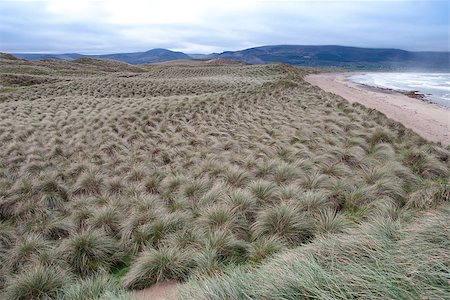 simsearch:400-07716790,k - view of dunes at the maharees a beautiful beach in county Kerry Ireland Foto de stock - Royalty-Free Super Valor e Assinatura, Número: 400-07984995