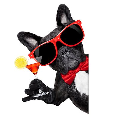 simsearch:400-08155906,k - french bulldog dog holding martini cocktail glass ready to have fun and party,behind a white blank banner or placard, isolated on white background Stock Photo - Budget Royalty-Free & Subscription, Code: 400-07986036
