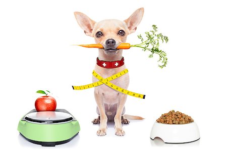 simsearch:400-04105649,k - healthy hungry chihuahua dog with bowl and scale , isolated on white background Foto de stock - Super Valor sin royalties y Suscripción, Código: 400-07986047