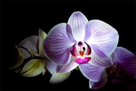 simsearch:400-07510882,k - Beautiful Pink Orchid Flowers Isolated on the Black Background Stockbilder - Microstock & Abonnement, Bildnummer: 400-07988044