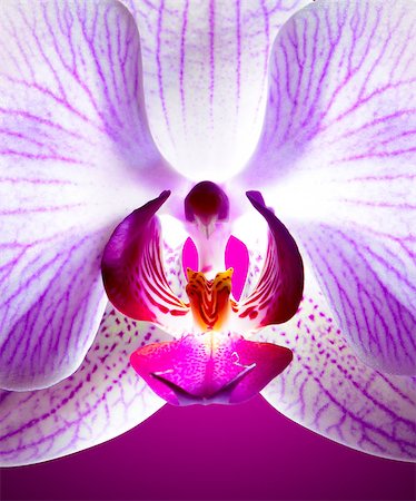 simsearch:400-07410063,k - Close up Beautiful Pink Orchid Flower on the Violet Background Stock Photo - Budget Royalty-Free & Subscription, Code: 400-07988046