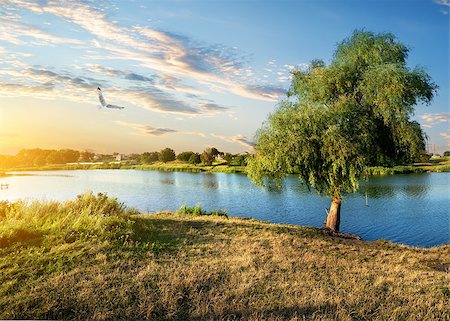 simsearch:6109-08944838,k - Bird and osier near river at the sunset Photographie de stock - Aubaine LD & Abonnement, Code: 400-07988385