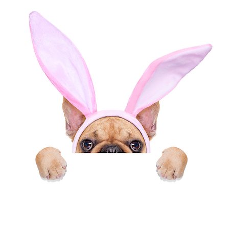 easter humour - french bulldog dog  with bunny easter ears and pink tie behind a white blank banner or placard, isolated on white background Stock Photo - Budget Royalty-Free & Subscription, Code: 400-07988765
