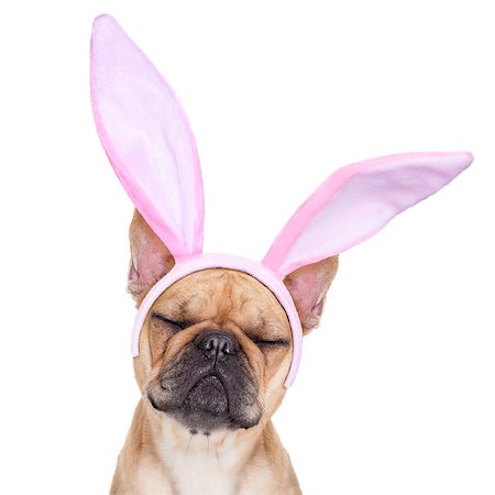 egg carton - french bulldog dog  with bunny easter ears ,sleeping with closed eyes ,  isolated on white background Photographie de stock - Aubaine LD & Abonnement, Code: 400-07988768
