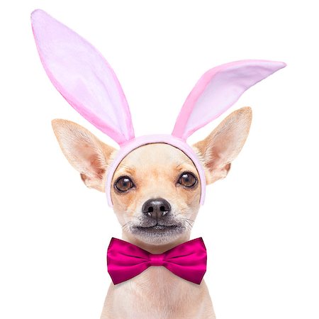 simsearch:400-07254895,k - chihuahua dog  dressed with bunny easter ears and a pink tie, isolated on white background Stock Photo - Budget Royalty-Free & Subscription, Code: 400-07988776