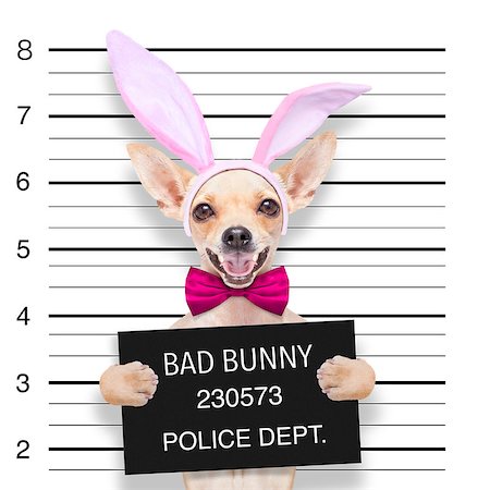 very bad chihuahua dog, at the police station ,holding banner or placard as a mugshot Stock Photo - Budget Royalty-Free & Subscription, Code: 400-07988772