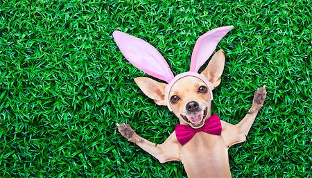 simsearch:400-07254895,k - chihuahua dog  dressed with bunny easter ears and a pink tie with egg on spoon, isolated on white background Stock Photo - Budget Royalty-Free & Subscription, Code: 400-07988898