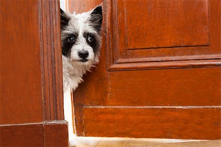 dog welcome mat - Terrier dog at the door at home watching the house from behind Stock Photo - Budget Royalty-Free & Subscription, Code: 400-07988900