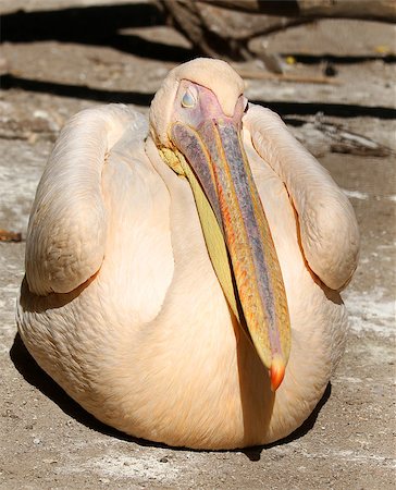Great pelican in the zoo (Pelecanus onocrotalus) close Foto de stock - Super Valor sin royalties y Suscripción, Código: 400-07989129