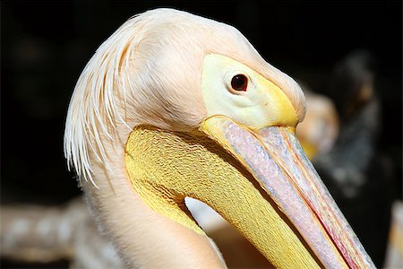 pélican blanc - A great pelican (Pelecanus onocrotalus) in the zoo close up Photographie de stock - Aubaine LD & Abonnement, Code: 400-07989136