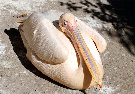pélican blanc - Great pelican in the zoo (Pelecanus onocrotalus) close Photographie de stock - Aubaine LD & Abonnement, Code: 400-07989137