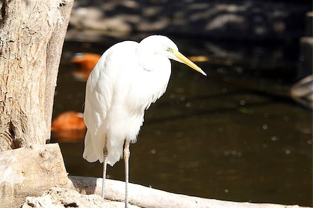 simsearch:400-08370626,k - A great white egret in the zoo Foto de stock - Super Valor sin royalties y Suscripción, Código: 400-07989130