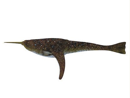 devonian - Doryaspis is an extinct primitive jawless fish that fed on plankton in the Devonian Period of Norway. Stock Photo - Budget Royalty-Free & Subscription, Code: 400-07989239