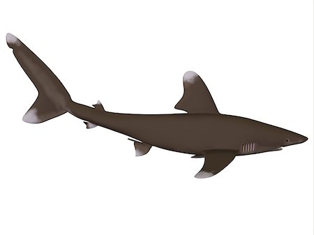 simsearch:400-07981817,k - The Oceanic whitetip shark is a large predatory fish with rounded fins that inhabits tropical and warm temperate seas. Stockbilder - Microstock & Abonnement, Bildnummer: 400-07989248
