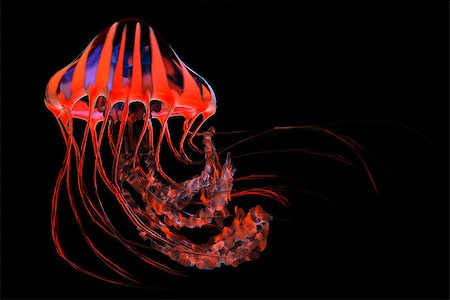simsearch:400-07983570,k - The jellyfish is a predator of the seas which stings its prey with poisonous tentacles. Stock Photo - Budget Royalty-Free & Subscription, Code: 400-07989254