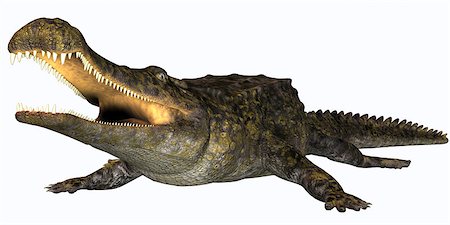 simsearch:400-08694325,k - Sarcosuchus is an extinct genus of carnivorous crocodile that lived in the Cretaceous Period of Africa. Foto de stock - Super Valor sin royalties y Suscripción, Código: 400-07989256