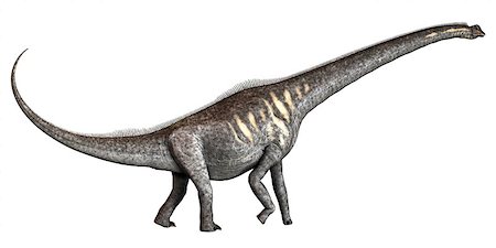 simsearch:400-08332007,k - Sauroposeidon was a herbivorous sauropod dinosaur that lived in the Cretaceous Period of Oklahoma in North America. Foto de stock - Super Valor sin royalties y Suscripción, Código: 400-07989257