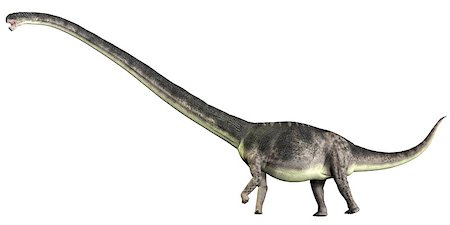 simsearch:400-08332007,k - Omeisaurus is a herbivorous sauropod dinosaur that lived in the Jurassic Period of China. Foto de stock - Super Valor sin royalties y Suscripción, Código: 400-07989250