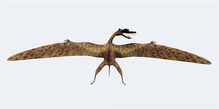 simsearch:400-08332007,k - Zhenyuanopterus was a carnivorous pterosaur that lived in the Cretaceous Period of China. Foto de stock - Super Valor sin royalties y Suscripción, Código: 400-07989265