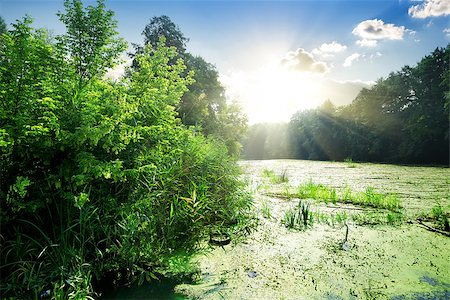 Algae in river at sunny day in summer Stock Photo - Budget Royalty-Free & Subscription, Code: 400-07989443