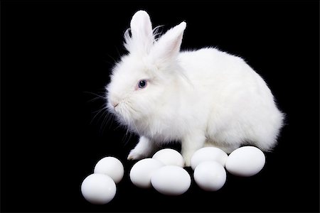 simsearch:400-07556485,k - White rabbit and eggs isolated on black Photographie de stock - Aubaine LD & Abonnement, Code: 400-07980315