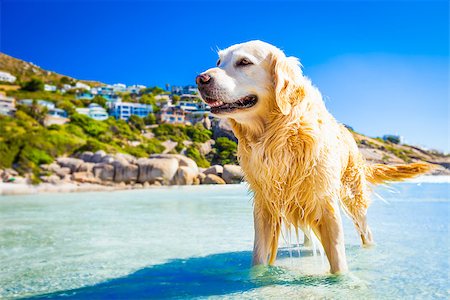 simsearch:400-06643414,k - golden retriever dog in the water at the beach, relaxing and enjoying the sun, in south africa Foto de stock - Super Valor sin royalties y Suscripción, Código: 400-07981114