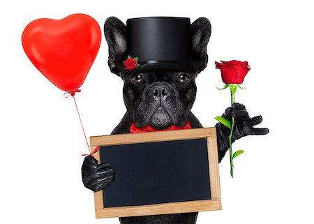 simsearch:400-08155906,k - valentines french bulldog dog holding a red rose with one hand , a blackboard and a red balloon with the other, isolated on white background Stock Photo - Budget Royalty-Free & Subscription, Code: 400-07981710