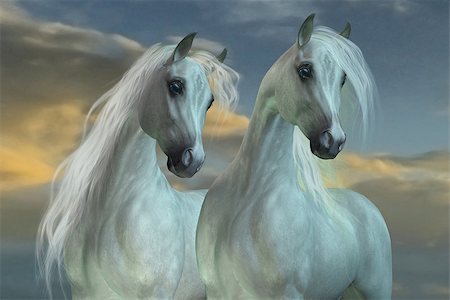 simsearch:400-06205526,k - The Arabian horse breed was developed in the deserts of the Arabian Peninsula. Foto de stock - Super Valor sin royalties y Suscripción, Código: 400-07981813