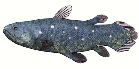 simsearch:400-07983570,k - Coelacanth fish was thought to be extinct but several living specimens have found to still exist in tropical seas. Stock Photo - Budget Royalty-Free & Subscription, Code: 400-07981827