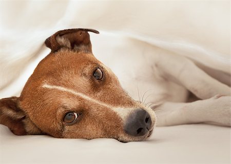 jack russell terrier dog under the blanket or sheets in bed , having a siesta and relaxing Stock Photo - Budget Royalty-Free & Subscription, Code: 400-07982405