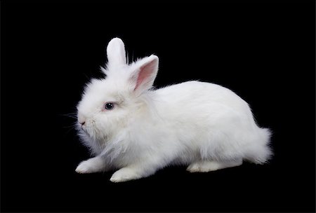simsearch:400-07556485,k - White rabbit with fluffy hair isolated on black Photographie de stock - Aubaine LD & Abonnement, Code: 400-07982704