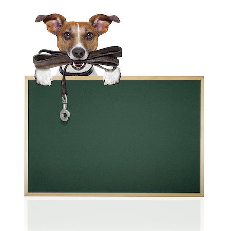 simsearch:400-08899981,k - jack russell terrier dog waiting to go for a walk with owner, leather leash in mouth, isolated on white background Foto de stock - Super Valor sin royalties y Suscripción, Código: 400-07983254