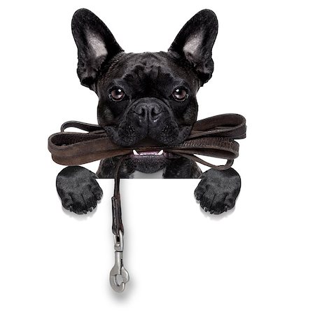 simsearch:400-08899981,k - french bulldog dog   waiting to go for a walk with owner, leather leash in mouth, behind blank  banner, isolated on white background Foto de stock - Super Valor sin royalties y Suscripción, Código: 400-07983267