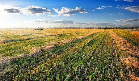 simsearch:400-07932789,k - Hay on field in sunny autumn day Stock Photo - Budget Royalty-Free & Subscription, Code: 400-07983324