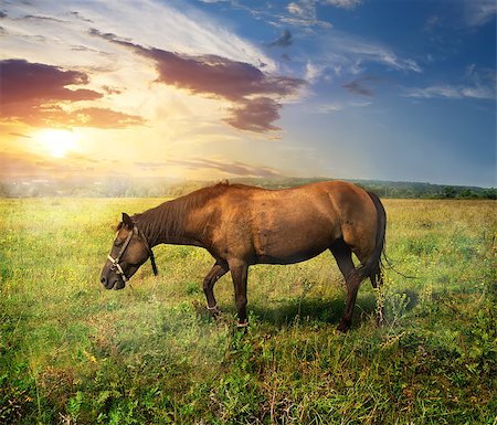 simsearch:400-04938094,k - Beautiful horse on a pasture at sunrise Stockbilder - Microstock & Abonnement, Bildnummer: 400-07983325