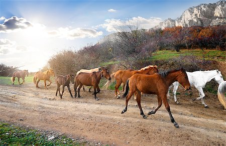 running horses images in sunrise - Herd of horses running on the road in mountains Stock Photo - Budget Royalty-Free & Subscription, Code: 400-07983511