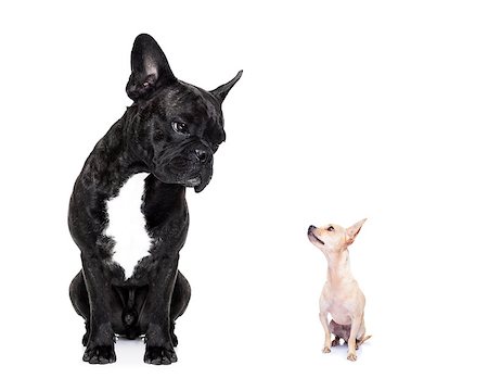 small to big dogs - a big french bulldog and small tiny chihuahua dog looking at each other, feelings involved, isolated on white background Photographie de stock - Aubaine LD & Abonnement, Code: 400-07983542